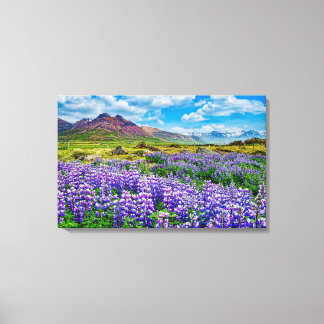 Iceland Landscape Lupines in bloom Canvas Print