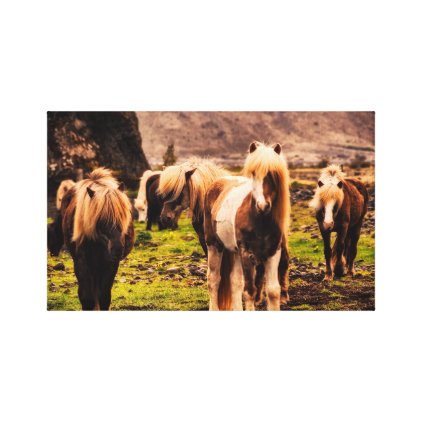 Iceland Ponies Canvas Print