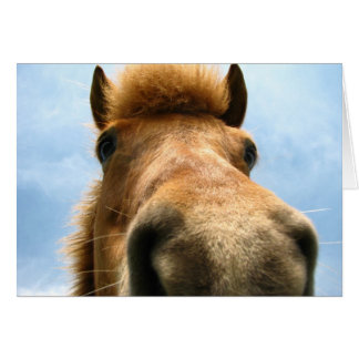 Iceland Pony Head Cards