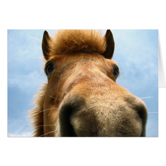Iceland Pony Head Cards (Front Horizontal)
