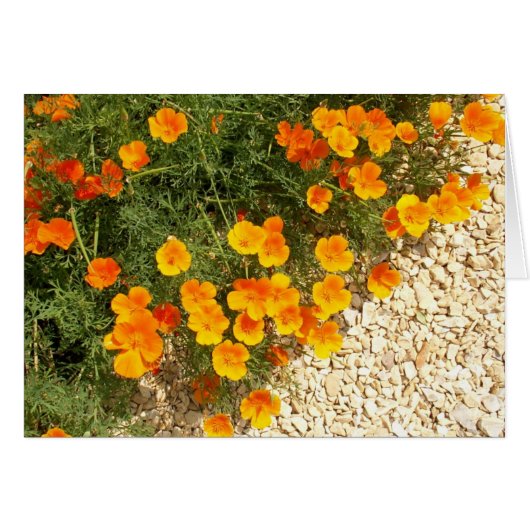 iceland poppies cards (Front Horizontal)