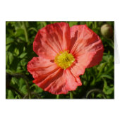 Iceland Poppy (Front Horizontal)