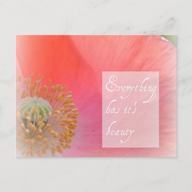 Iceland Poppy Beauty Post Card (Front)