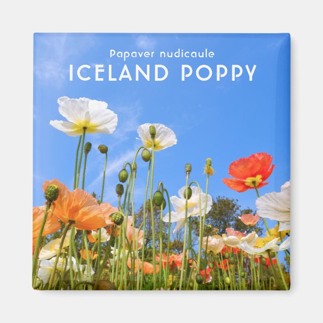 Iceland Poppy Magnet (Front)