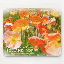 Iceland Poppy