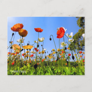 Iceland Poppy Postcard