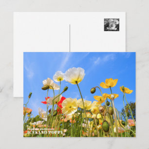 Iceland Poppy Postcard