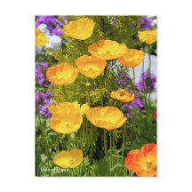 Iceland Poppy