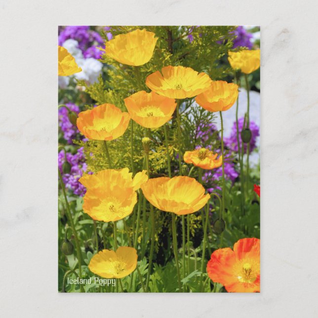 Iceland Poppy Postcard (Front)