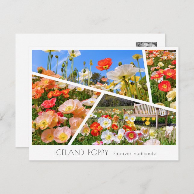Iceland Poppy Postcard (Front/Back)