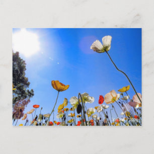 Iceland Poppy Postcard