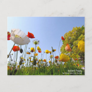 Iceland Poppy Postcard