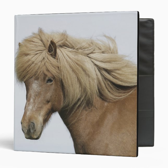 Iceland. Portrait of an Icelandic horse. Binder (Front/Inside)
