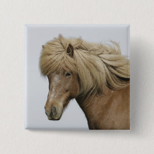 Iceland. Portrait of an Icelandic horse. Button