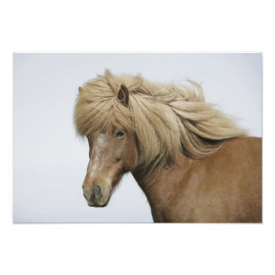 Iceland. Portrait of an Icelandic horse. Photo Print