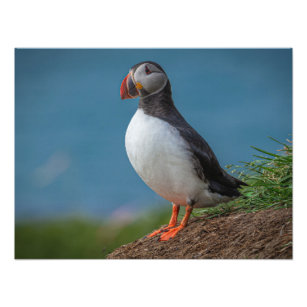 ICELAND PUFFIN PHOTO