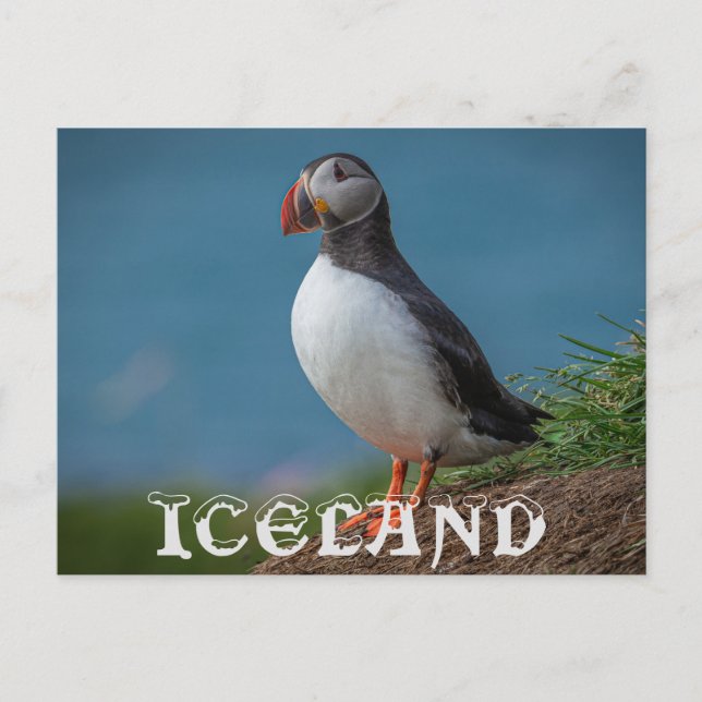 ICELAND PUFFIN POSTCARD (Front)
