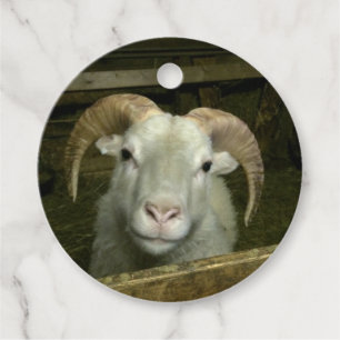 Iceland sheep - favor tags