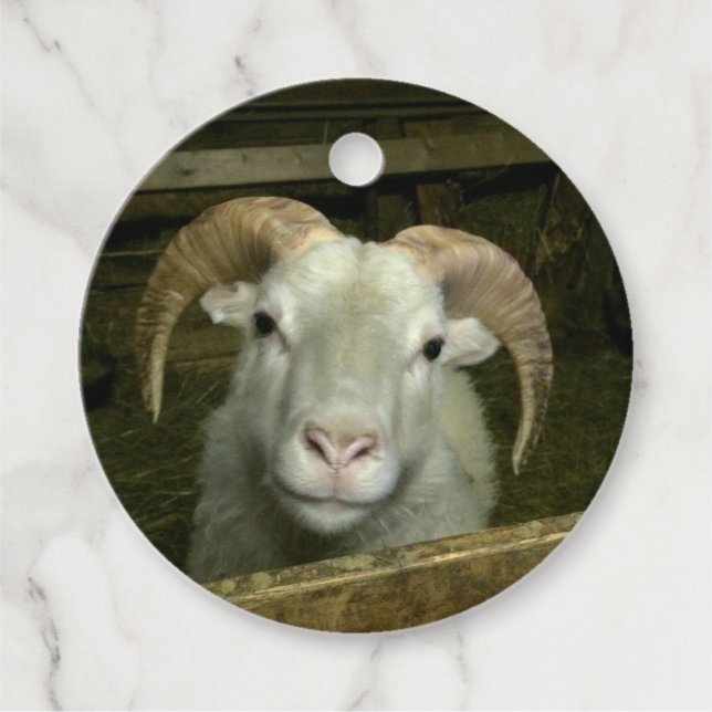 Iceland sheep - favor tags (Front)