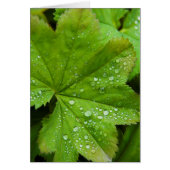 Iceland. South Region. Gullfoss (Front)