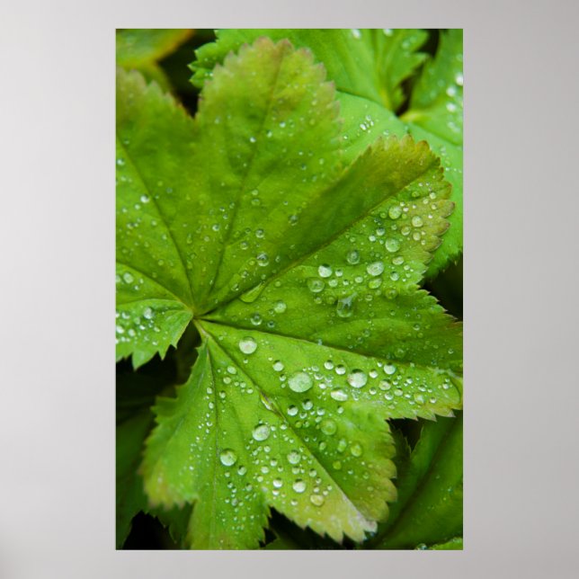 Iceland. South Region. Gullfoss Poster (Front)