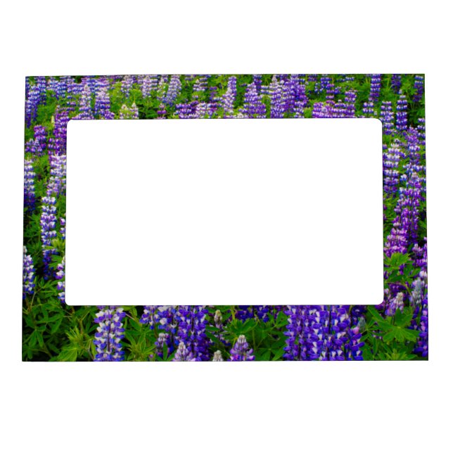 Iceland. Vik i Myrdal. Field of Lupines Magnetic Frame (Front)