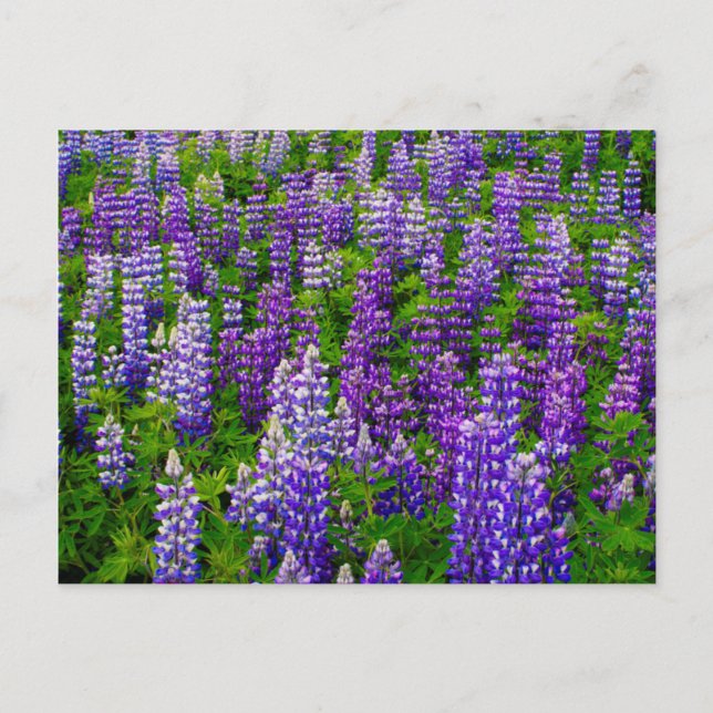Iceland. Vik i Myrdal. Field of Lupines Postcard (Front)
