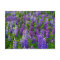 Iceland. Vik i Myrdal. Field of Lupines