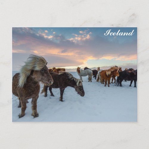 Iceland Wild Horses Travel Photo Postcard