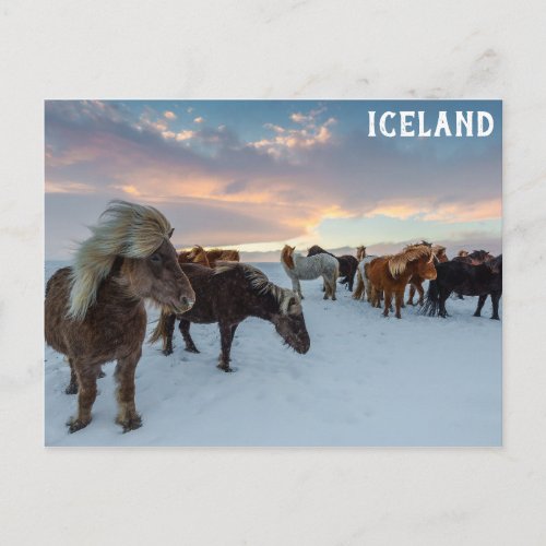 Iceland Wild Horses Travel Photo Postcard