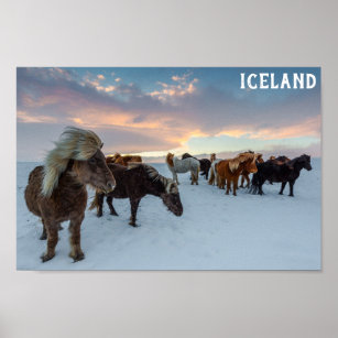 Iceland Wild Horses Travel Photo Poster