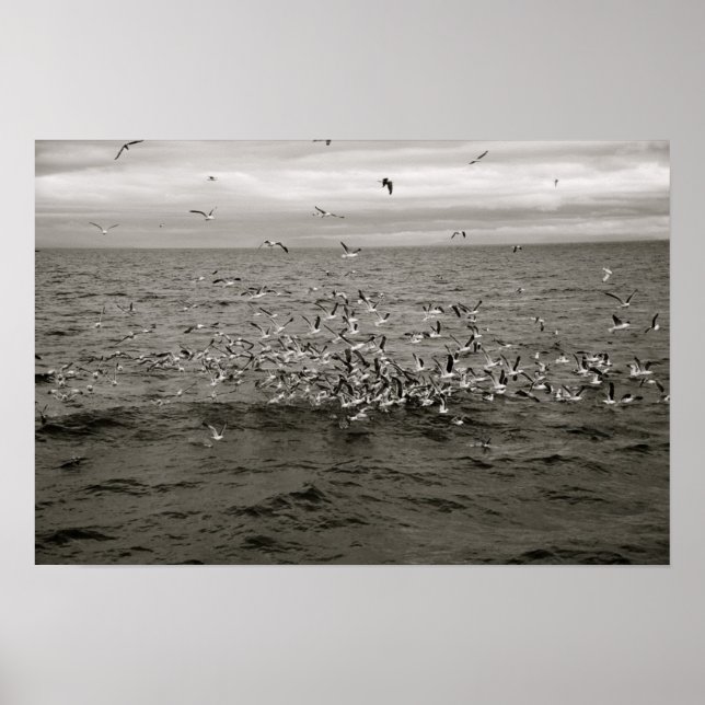 Icelandic flock of birds poster (Front)