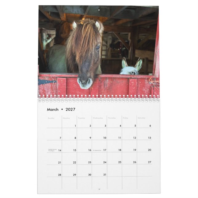 Icelandic Horse and Mini Donkey Calendar (Mar 2027)
