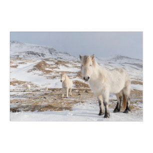 Icelandic Horse   Blonduos, Iceland Acrylic Print