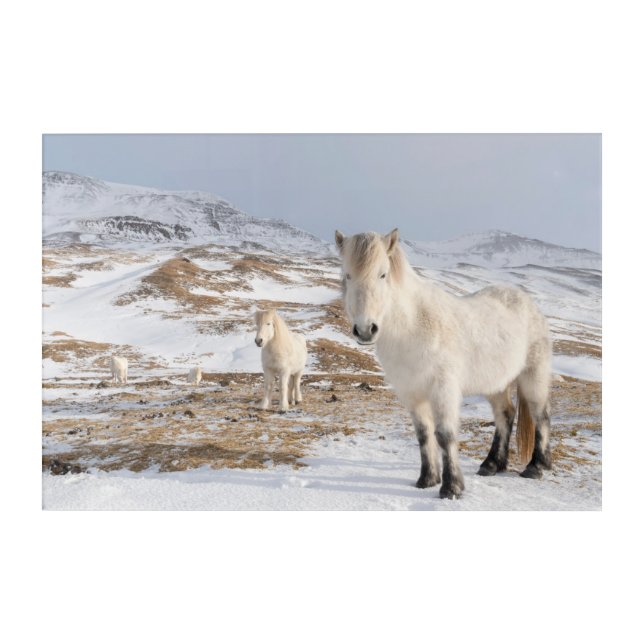 Icelandic Horse | Blonduos, Iceland Acrylic Print (Front)