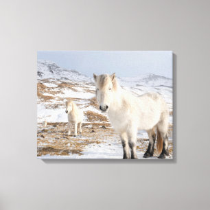 Icelandic Horse   Blonduos, Iceland Canvas Print