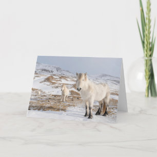 Icelandic Horse Blonduos, Iceland Card