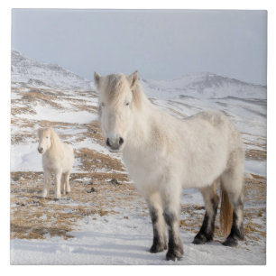 Icelandic Horse Blonduos, Iceland Ceramic Tile