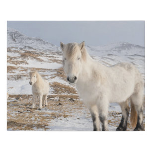 Icelandic Horse Blonduos, Iceland Faux Canvas Print