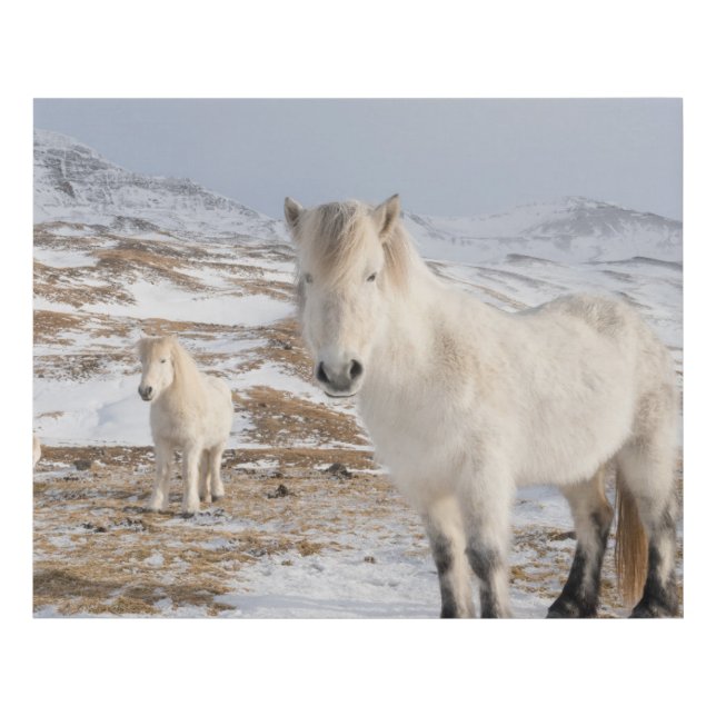 Icelandic Horse | Blonduos, Iceland Faux Canvas Print (Front)