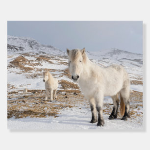 Icelandic Horse Blonduos, Iceland Foam Board