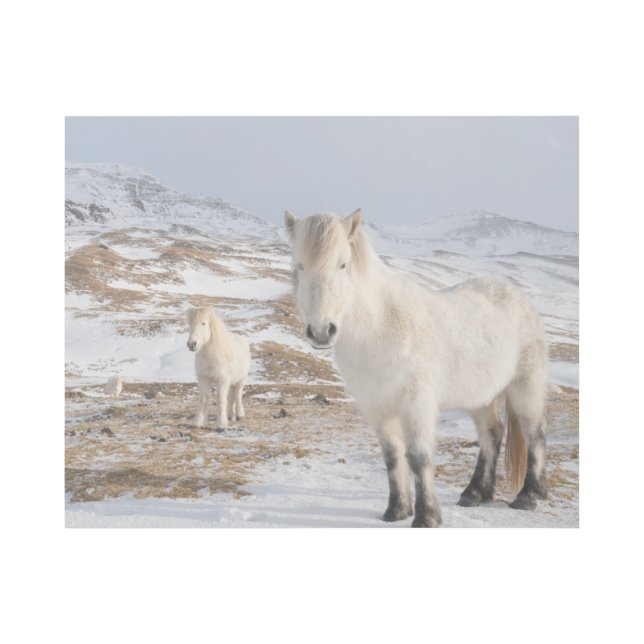 Icelandic Horse | Blonduos, Iceland Gallery Wrap (Front)
