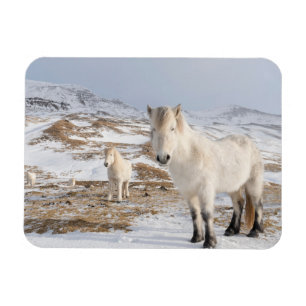 Icelandic Horse Blonduos, Iceland Magnet