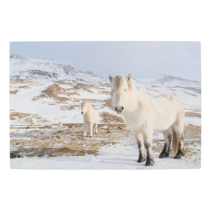 Icelandic Horse Blonduos, Iceland Metal Print