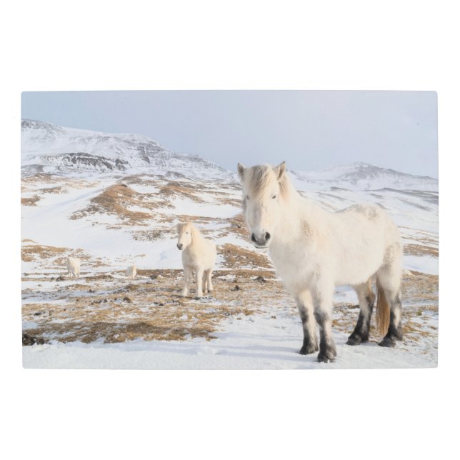 Icelandic Horse | Blonduos, Iceland Metal Print (Front)