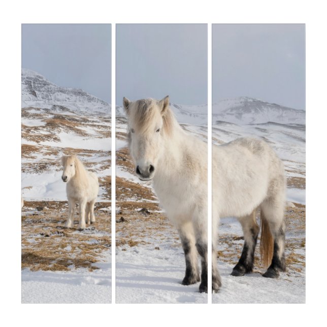 Icelandic Horse | Blonduos, Iceland Triptych (Front)