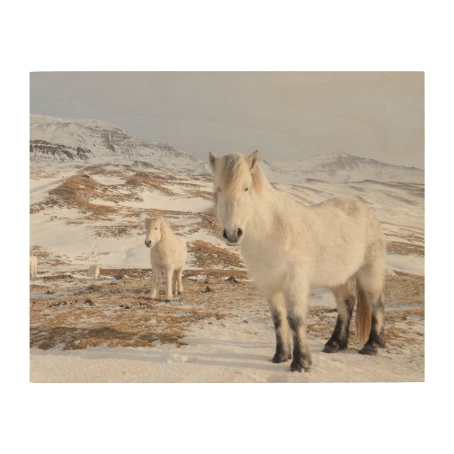 Icelandic Horse | Blonduos, Iceland Wood Wall Art (Front)