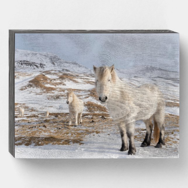 Icelandic Horse | Blonduos, Iceland Wooden Box Sign (Front Horizontal)