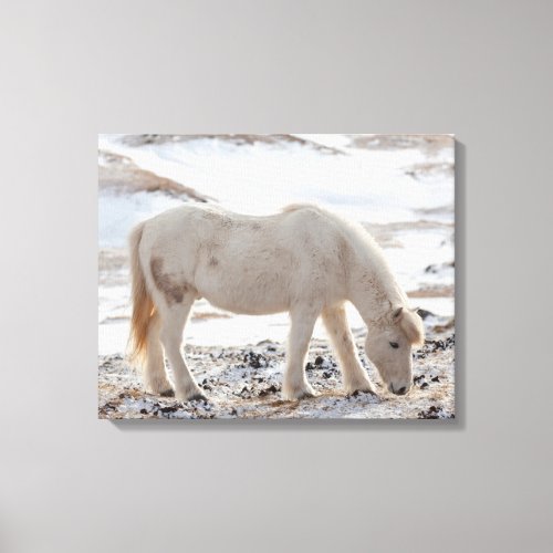 Icelandic Horse Canvas Print
