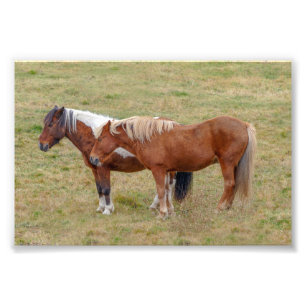 Icelandic Horse Duo, Iceland Pasture Photo Print